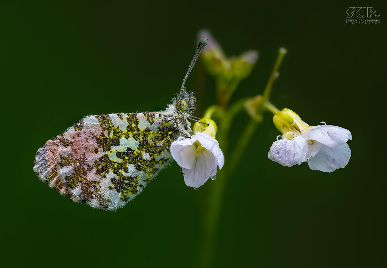 Insects - Orange tip Male orange tip on a Pentecost flower in Sint-Pieters-Rode.<br />
 Stefan Cruysberghs